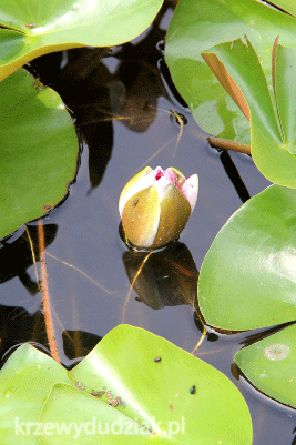 Lilie wodne