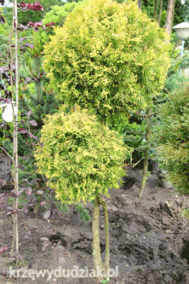 Thuja formowana